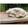 Image 5 : Large BLACK BEAR Skull with All its Teeth