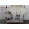 Image 10 : Life-sized MOUNTAIN GOAT on Decorative Base with a Wall Hanger