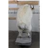 Image 12 : Life-sized MOUNTAIN GOAT on Decorative Base with a Wall Hanger