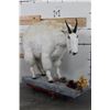Image 1 : Life-sized MOUNTAIN GOAT on Decorative Base with a Wall Hanger