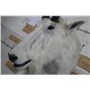 Image 5 : Life-sized MOUNTAIN GOAT on Decorative Base with a Wall Hanger