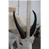Image 7 : Life-sized MOUNTAIN GOAT on Decorative Base with a Wall Hanger