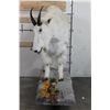 Image 8 : Life-sized MOUNTAIN GOAT on Decorative Base with a Wall Hanger