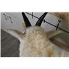 Image 9 : Life-sized MOUNTAIN GOAT on Decorative Base with a Wall Hanger