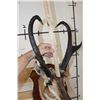 Image 10 : XXXL PRONGHORN Shoulder Mount with Reproduction Antlers after "The Richardson Buck Sticks"