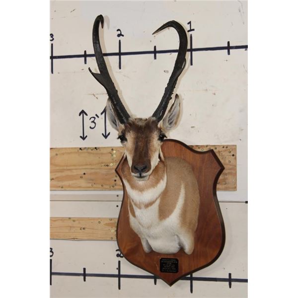 XXXL PRONGHORN Shoulder Mount with Reproduction Antlers after "The Richardson Buck Sticks"