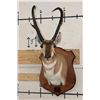 Image 1 : XXXL PRONGHORN Shoulder Mount with Reproduction Antlers after "The Richardson Buck Sticks"