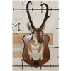 Image 3 : XXXL PRONGHORN Shoulder Mount with Reproduction Antlers after "The Richardson Buck Sticks"