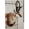 Image 4 : XXXL PRONGHORN Shoulder Mount with Reproduction Antlers after "The Richardson Buck Sticks"