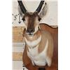 Image 7 : XXXL PRONGHORN Shoulder Mount with Reproduction Antlers after "The Richardson Buck Sticks"