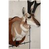 Image 8 : XXXL PRONGHORN Shoulder Mount with Reproduction Antlers after "The Richardson Buck Sticks"
