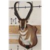 Image 1 : XXXL PRONGHORN Shoulder Mount with Reproduction Horns after "The Meyer Buck"