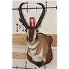 Image 2 : XXXL PRONGHORN Shoulder Mount with Reproduction Horns after "The Meyer Buck"