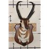 Image 3 : XXXL PRONGHORN Shoulder Mount with Reproduction Horns after "The Meyer Buck"