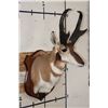 Image 4 : XXXL PRONGHORN Shoulder Mount with Reproduction Horns after "The Meyer Buck"