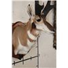 Image 8 : XXXL PRONGHORN Shoulder Mount with Reproduction Horns after "The Meyer Buck"