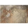 Image 2 : XL Piece of Soft and Tanned African ELEPHANT Hide