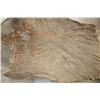 Image 6 : XL Piece of Soft and Tanned African ELEPHANT Hide
