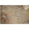 Image 7 : XL Piece of Soft and Tanned African ELEPHANT Hide
