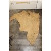 Image 8 : XL Piece of Soft and Tanned African ELEPHANT Hide