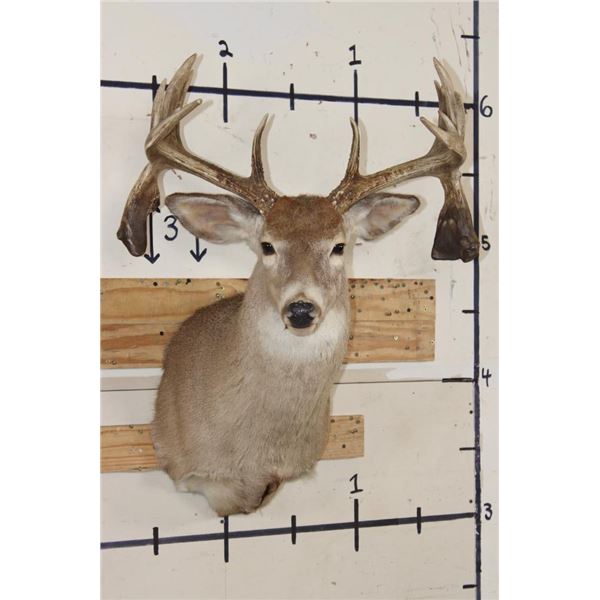Big Non-Typical 15-Point WHITETAIL DEER Shoulder Mount