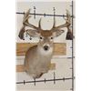 Image 1 : Big Non-Typical 15-Point WHITETAIL DEER Shoulder Mount
