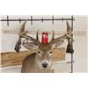 Image 2 : Big Non-Typical 15-Point WHITETAIL DEER Shoulder Mount
