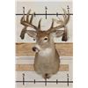 Image 3 : Big Non-Typical 15-Point WHITETAIL DEER Shoulder Mount