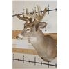 Image 4 : Big Non-Typical 15-Point WHITETAIL DEER Shoulder Mount