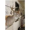 Image 5 : Big Non-Typical 15-Point WHITETAIL DEER Shoulder Mount