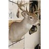 Image 6 : Big Non-Typical 15-Point WHITETAIL DEER Shoulder Mount