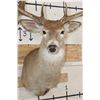 Image 7 : Big Non-Typical 15-Point WHITETAIL DEER Shoulder Mount