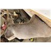 Image 9 : Big Non-Typical 15-Point WHITETAIL DEER Shoulder Mount