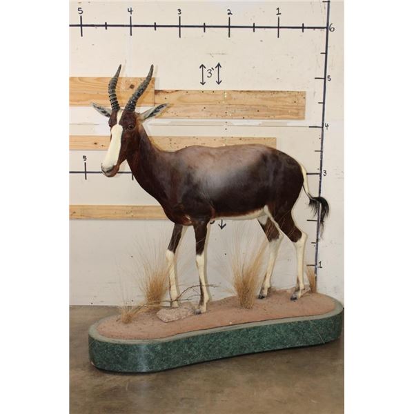 *TEXAS RESIDENTS ONLY* Life-sized BONTEBOK on a Base with Wheels