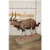 Image 12 : Big Life-sized NYALA on a Base with a HYENA Skull and Wheels