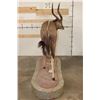 Image 18 : Big Life-sized NYALA on a Base with a HYENA Skull and Wheels