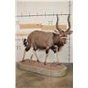 Image 1 : Big Life-sized NYALA on a Base with a HYENA Skull and Wheels