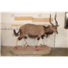 Image 2 : Big Life-sized NYALA on a Base with a HYENA Skull and Wheels