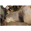 Image 10 : XXL LORD DERBY ELAND Shoulder Mount