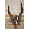 Image 11 : XXL LORD DERBY ELAND Shoulder Mount