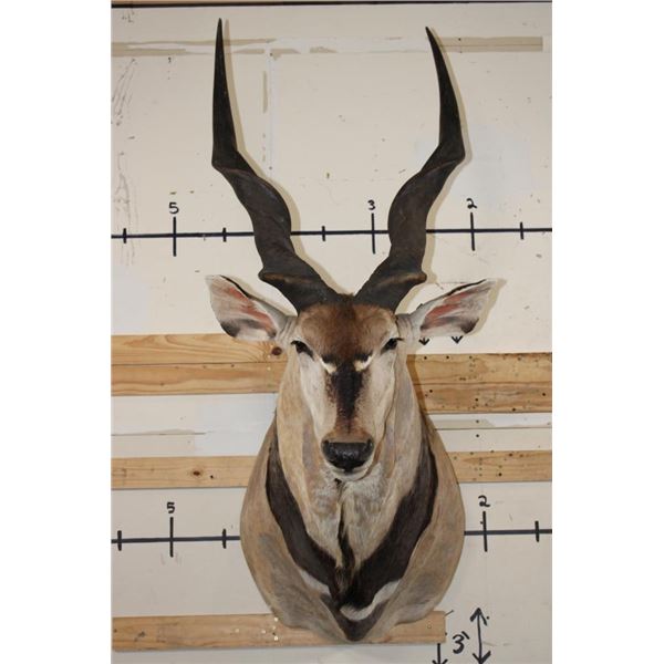XXL LORD DERBY ELAND Shoulder Mount
