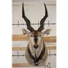 Image 1 : XXL LORD DERBY ELAND Shoulder Mount