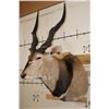 Image 2 : XXL LORD DERBY ELAND Shoulder Mount