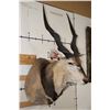 Image 3 : XXL LORD DERBY ELAND Shoulder Mount