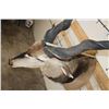 Image 9 : XXL LORD DERBY ELAND Shoulder Mount