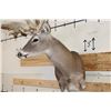 Image 10 : Huge "Freak" Non-Typical 40-Point WHITETAIL DEER Wall Pedestal with Palms! *Real Antlers*