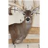 Image 9 : Huge "Freak" Non-Typical 40-Point WHITETAIL DEER Wall Pedestal with Palms! *Real Antlers*