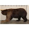 Image 11 : Life-sized CINNAMON PHASE BLACK BEAR on Bolts