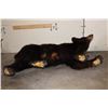 Image 12 : Life-sized CINNAMON PHASE BLACK BEAR on Bolts