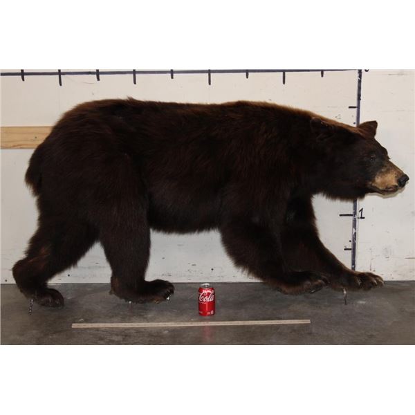 Life-sized CINNAMON PHASE BLACK BEAR on Bolts